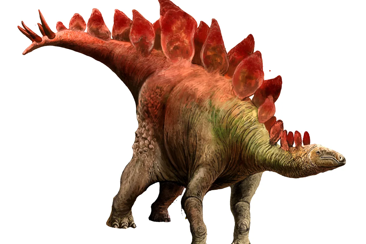 Life restoration of Stegosaurus showing plates and tail spikes