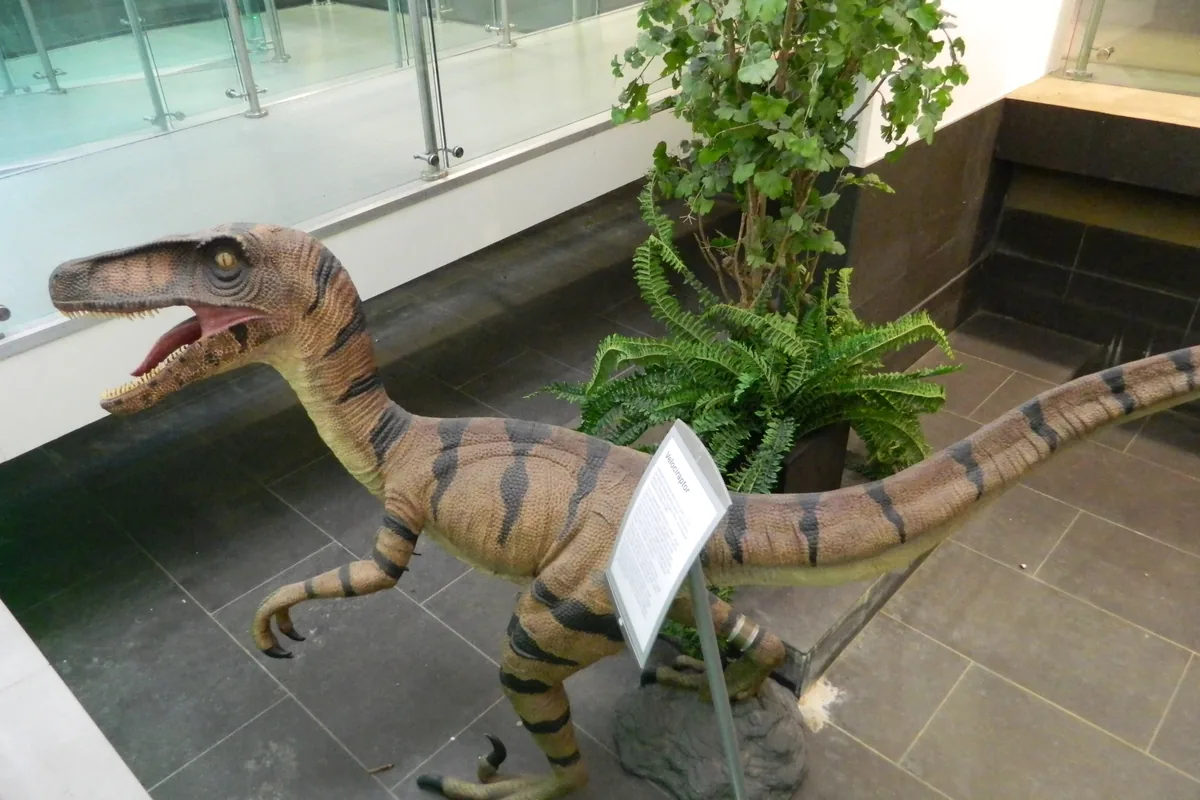 Restoration of a feathered Velociraptor, a small dromaeosaurid predator